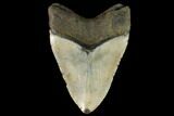 Huge, Fossil Megalodon Tooth - North Carolina #124416-2
